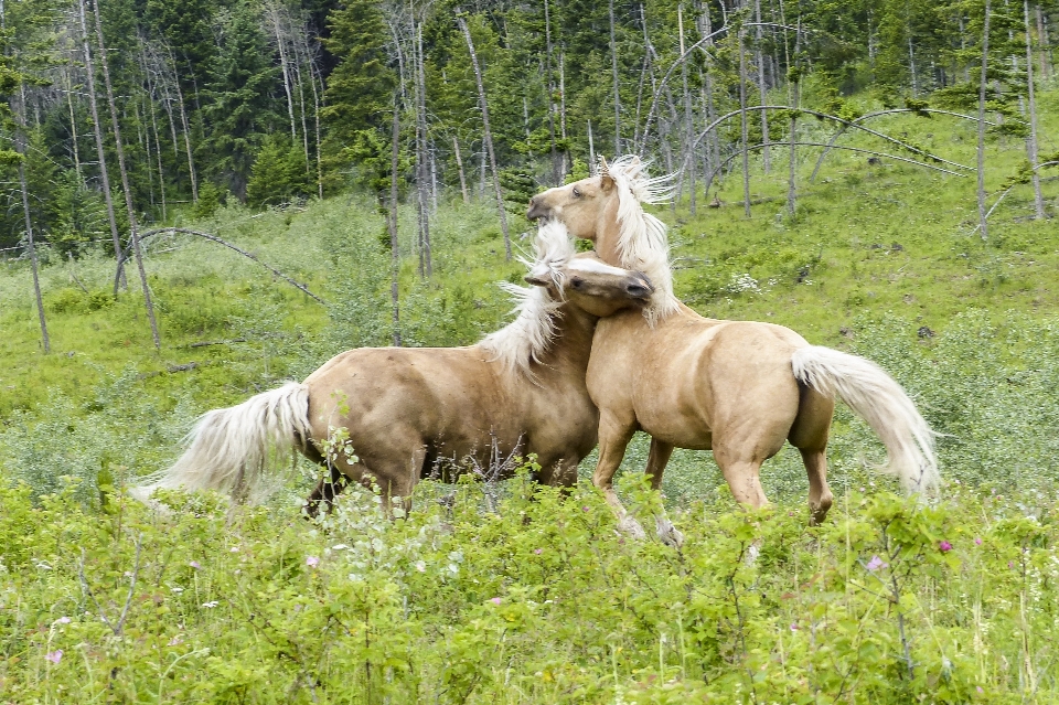 Meadow animal wildlife wild