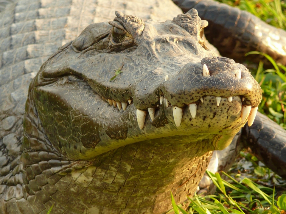 Animais selvagens réptil iguana fauna