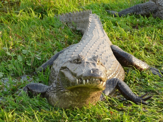 Foto Margasatwa reptil fauna buaya