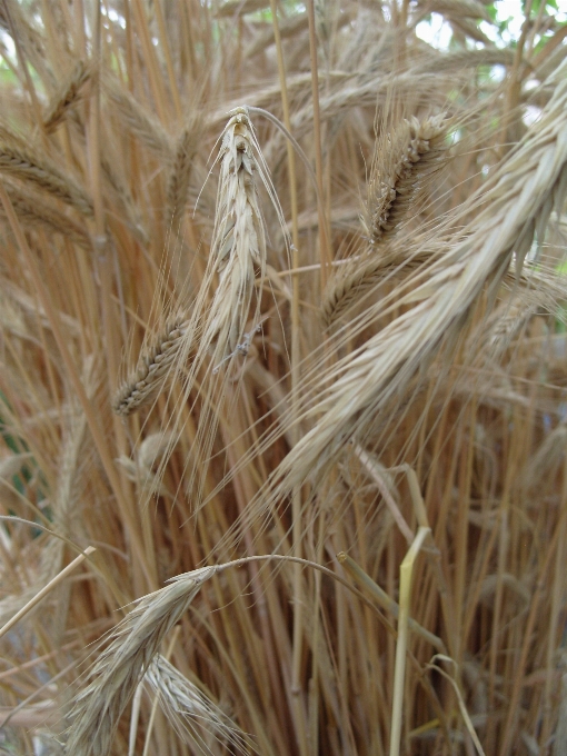 Plant field barley wheat