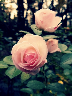 Nature blossom plant photography Photo