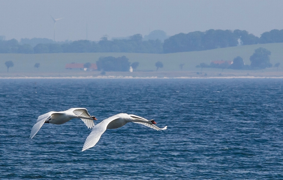 Mer oiseau de mer
 mouette
