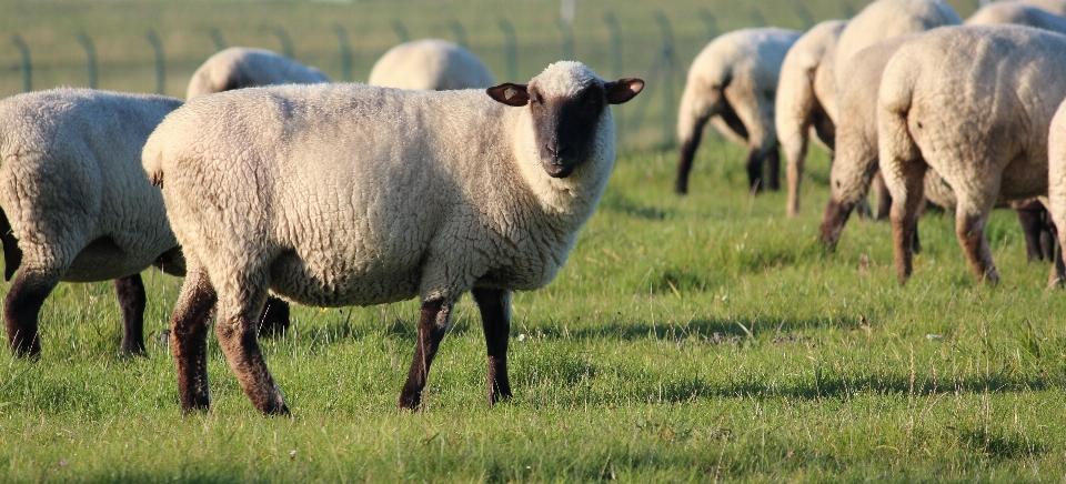 Herbe champ prairie
 troupeau
