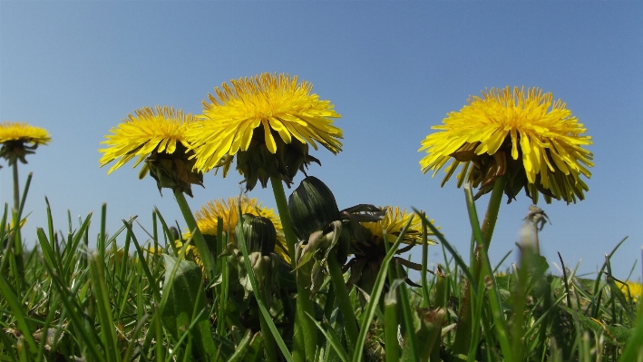 Nature grass blossom plant Photo