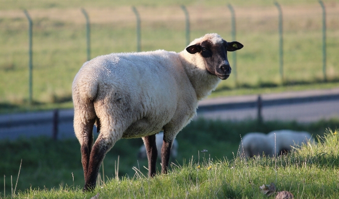 Nature grass field farm Photo