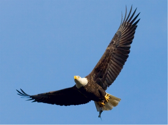 Foto Burung sayap langit satwa