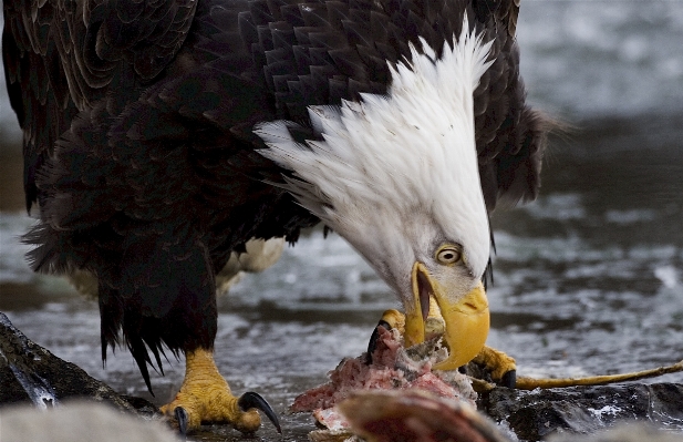 Foto Alam burung sayap margasatwa