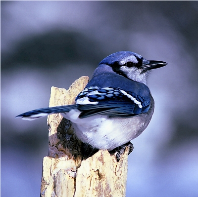 Photo Nature bifurquer oiseau aile