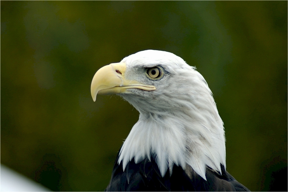 Nature bird wing white