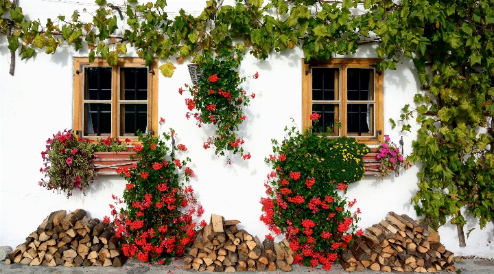 Photo Arbre fleur fenêtre maison