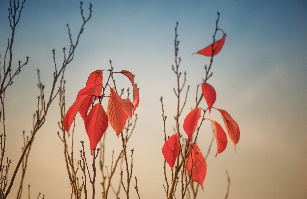 Nature branch plant leaf Photo