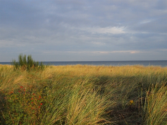 Landscape sea coast tree Photo