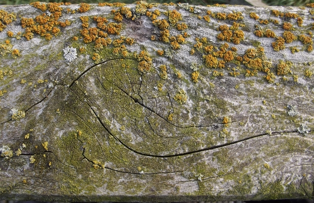 木 rock 植物 ボード 写真