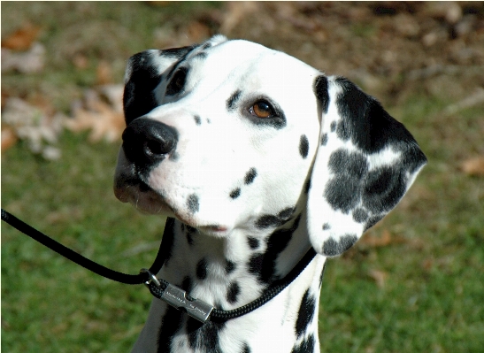 Foto Bianco cane canino
 femmina