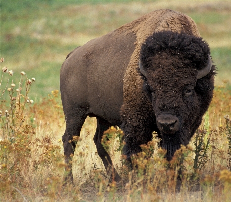 Prairie adventure animal wildlife Photo