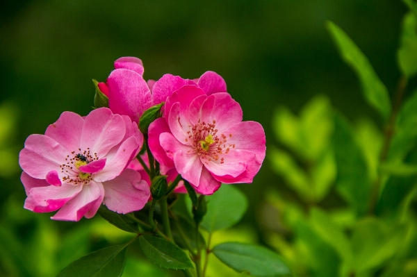 Blossom plant flower petal Photo