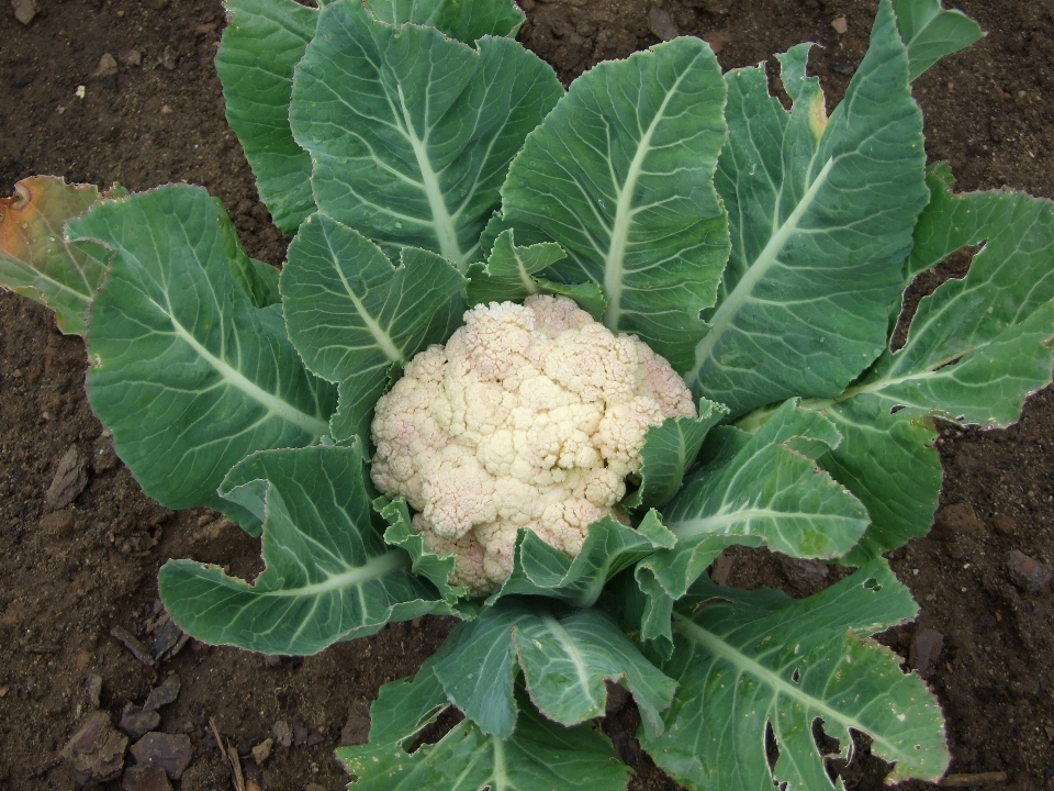 Nourriture produire légume sol