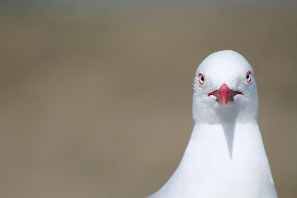 Vogel weiss seevogel
 möwe