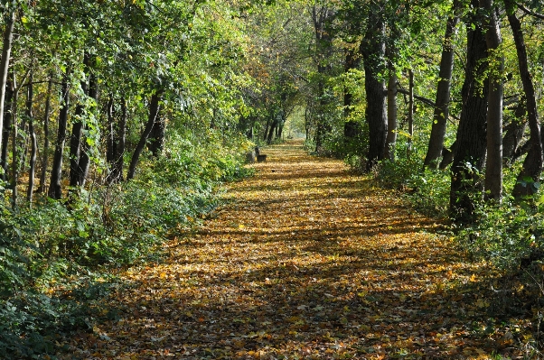 Tree nature forest trail Photo