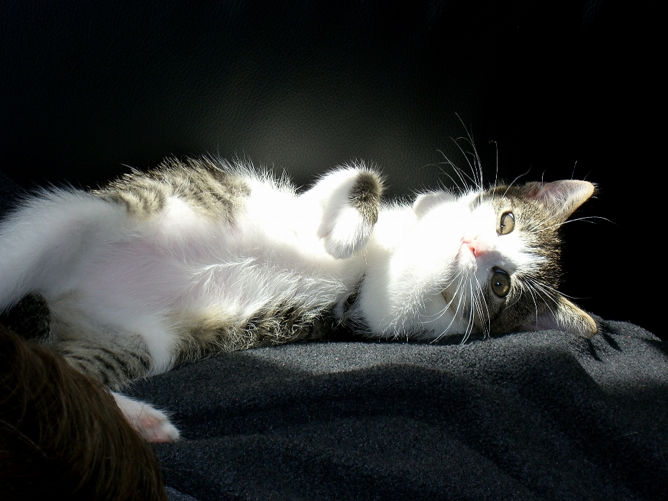 White cute pet kitten