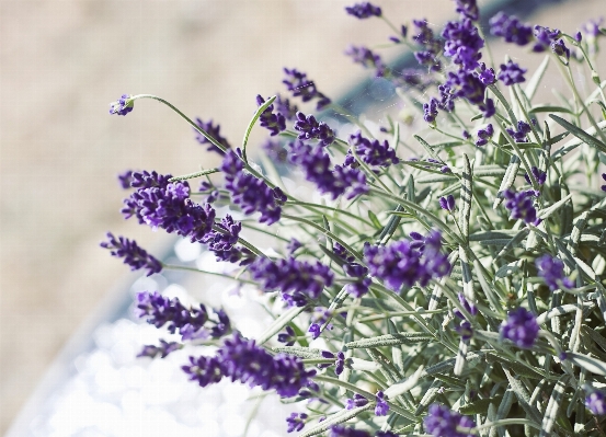 Nature plant flower purple Photo