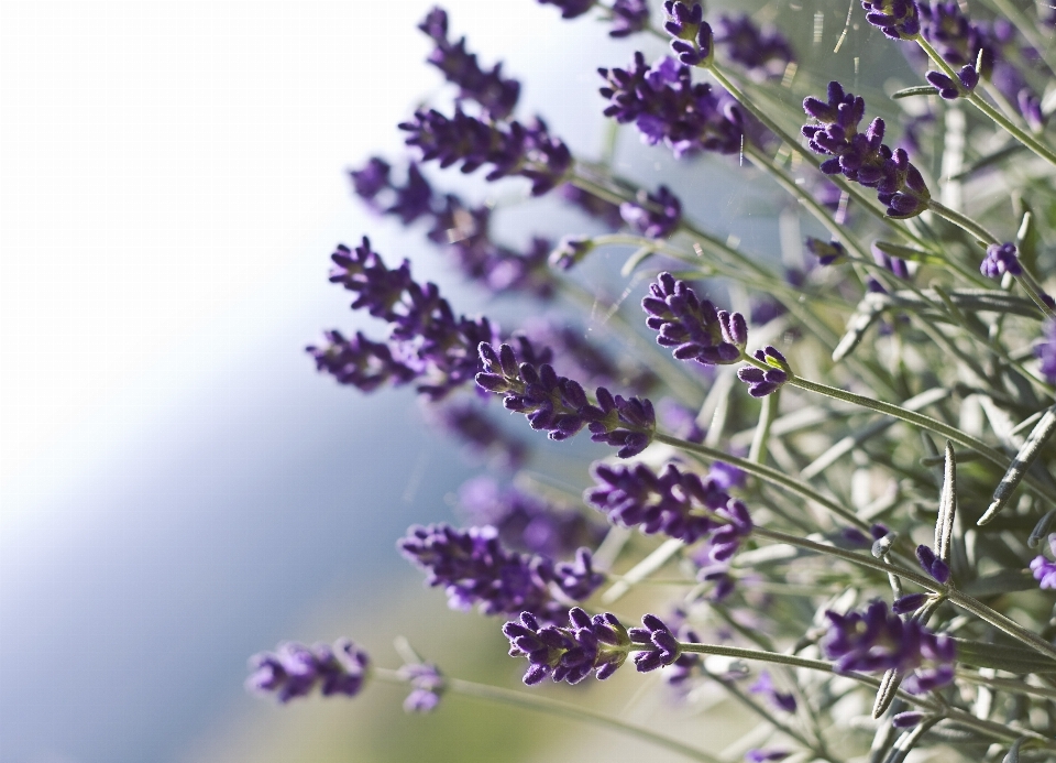 Nature blossom plant flower