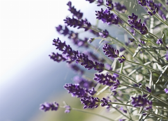 Nature blossom plant flower Photo