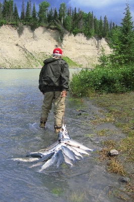 Recreation fishing fish salmon Photo