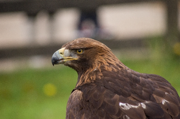 Foto Alam burung sayap puncak