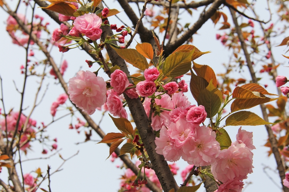 ブランチ 花 植物 葉