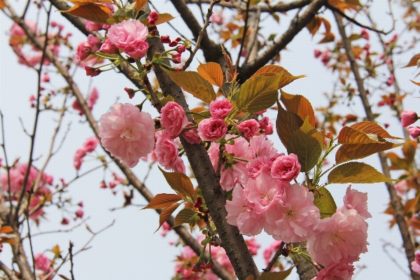 ブランチ 花 植物 葉 写真