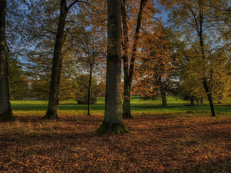 Tree nature forest grass