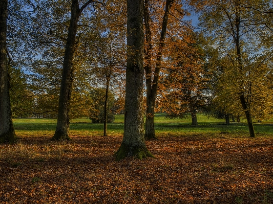 Tree nature forest grass Photo