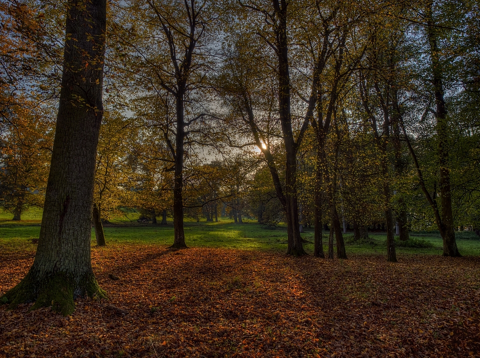 Tree nature forest grass