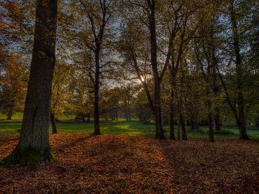 Tree nature forest grass Photo