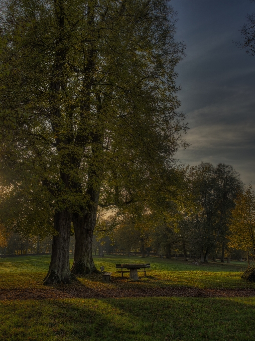 Landscape tree nature forest