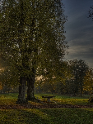 Landscape tree nature forest Photo