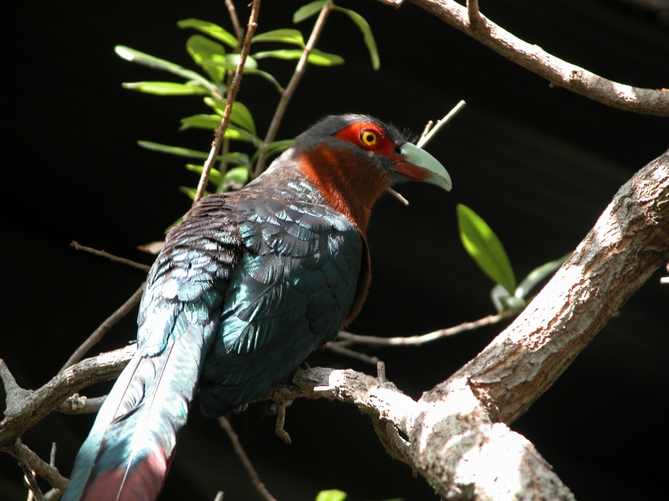 Nature branch bird wildlife