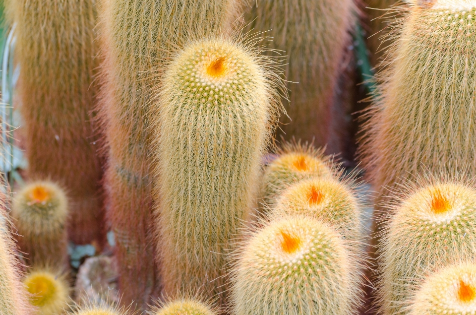 Spinoso
 cactus
 pianta fiore