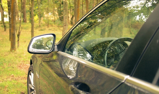 Nature forest light car Photo