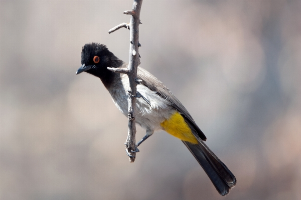 Nature branch bird wing Photo