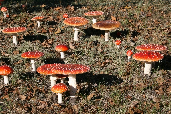 Gift red autumn mushroom Photo