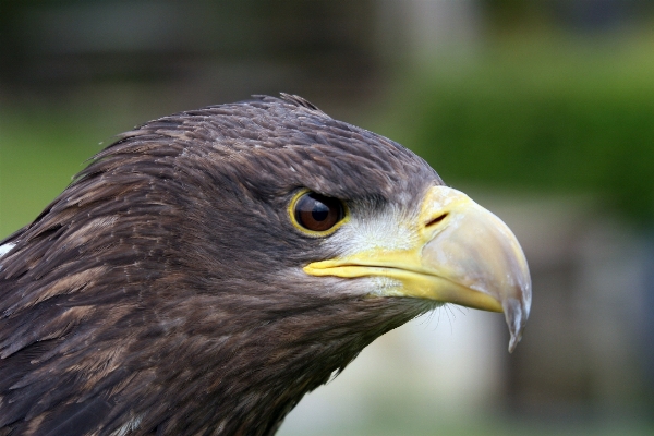 Foto Alam burung sayap margasatwa