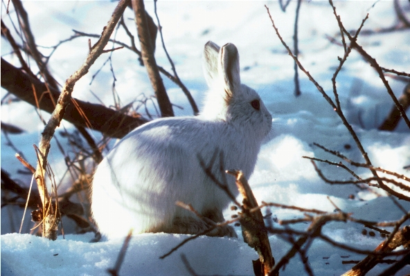 Dal kar kış beyaz Fotoğraf