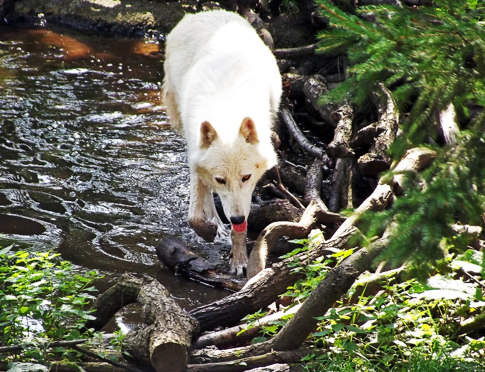 Eau nature faune zoo