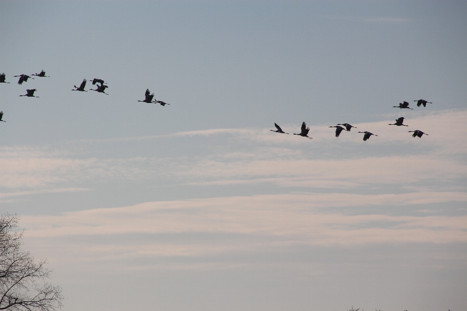 Nature oiseau aile ciel