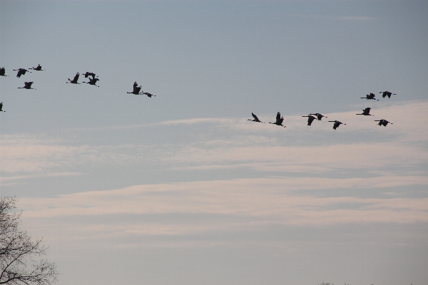 Nature bird wing sky Photo