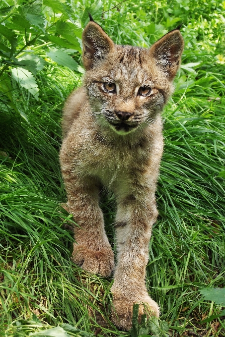 çimen yaban hayatı kedi yavrusu