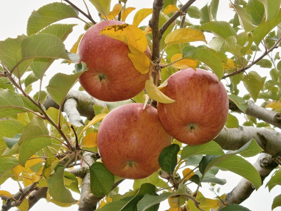 Apple rama planta fruta