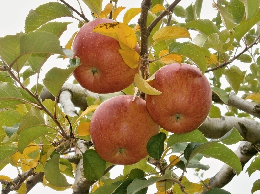 Apple branch plant fruit Photo